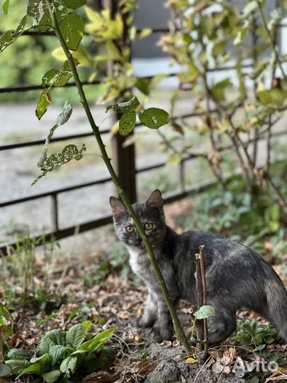 Котята в добрые руки бесплатно котенок девочка