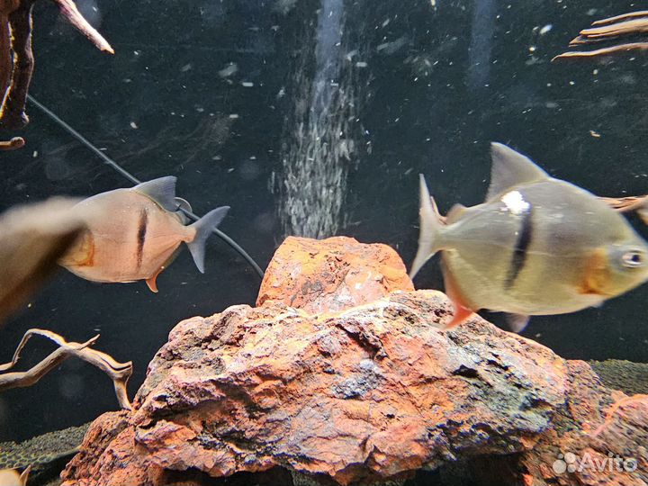 Милеус ламакс 1