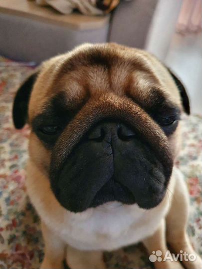 Мопсик вязка