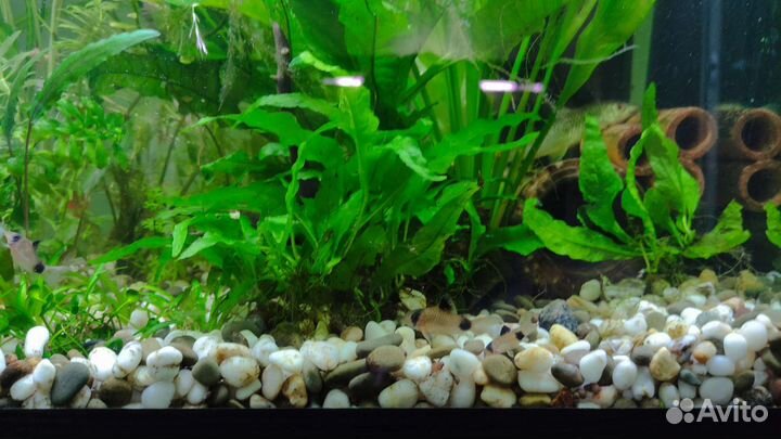 Аквариумные растения