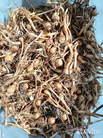 Зефирантес белый