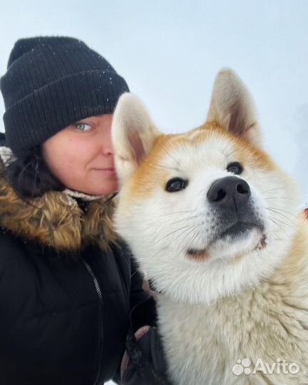 Кинолог & Дрессировка собак в Туле и области