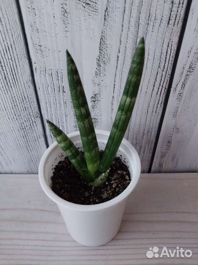 Сансевиерия сортовая