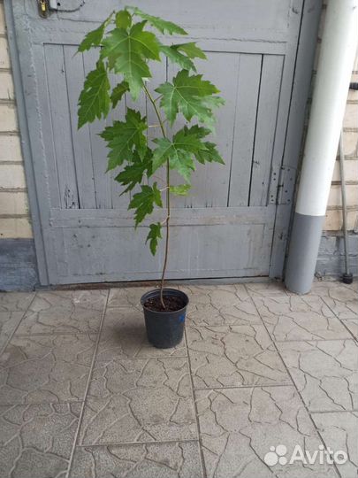 Клён серебристый саженцы