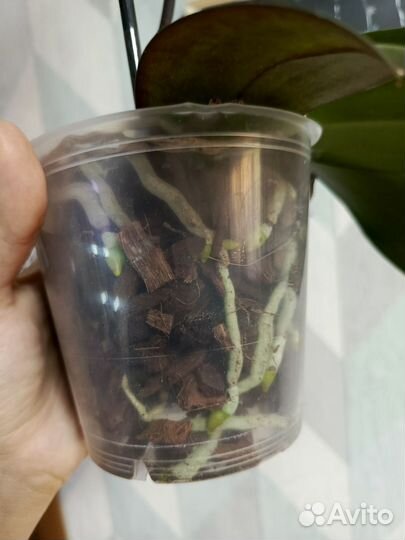 Орхидея биглип Лимончелло