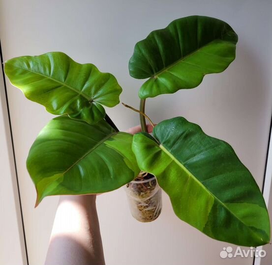 Филодендрон Пин тонг и другие Ароидные
