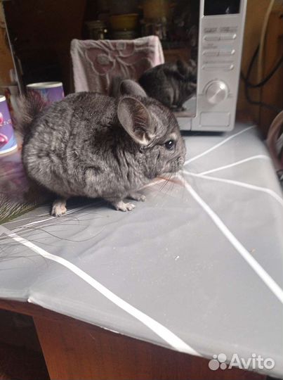 Шиншилла наситель ангоры и фиолета