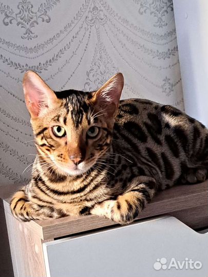 Бенгальские котята