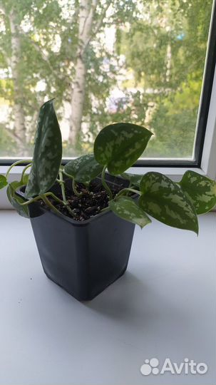 Сциндапсус, филодендрон