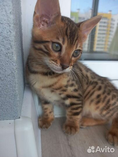 Бенгальские котята