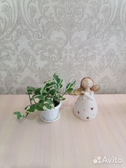 Эпипремнум, хедера, плющ, вьюны