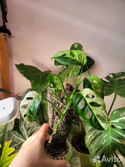 Монстера манки маск альбо