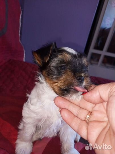 Щенок Бивер