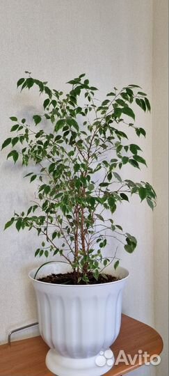 Фикус Бенджамина и Гибискус- китайская роза