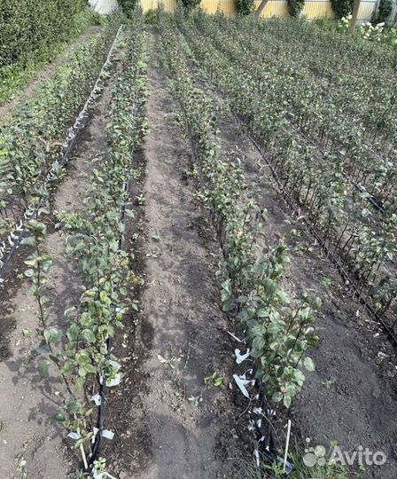 Саженцы яблони и груши