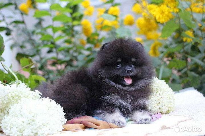 Щенок шпица