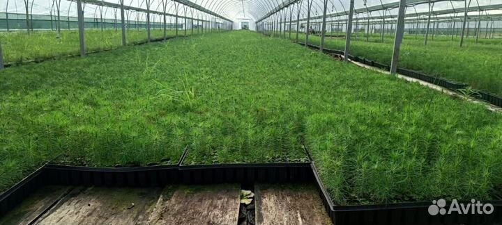 Саженцы ели европейской зкс