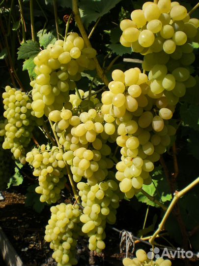 Двухлетние саженцы винограда