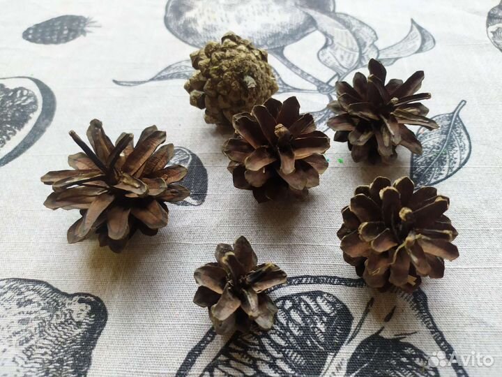 Шишки для декора