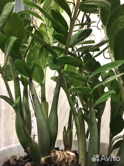 Замиокулькас