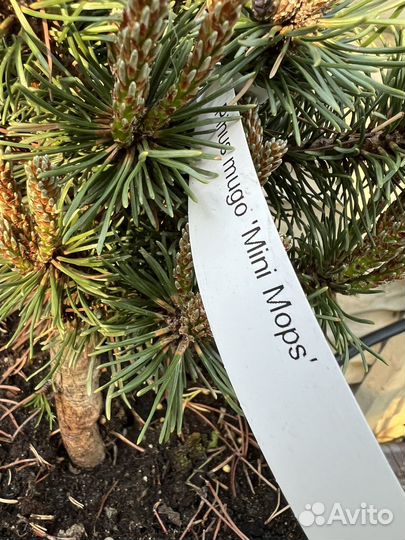 Сосна mini mops