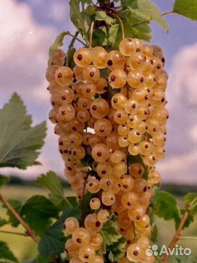 Черенки белой смородины