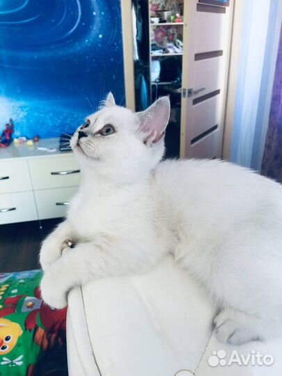 Кот для исполнения мечты вашей кошечки