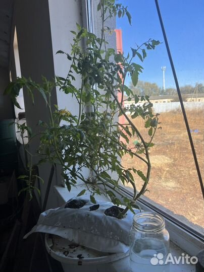 Кокосовый мат