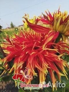 Георгины клубни