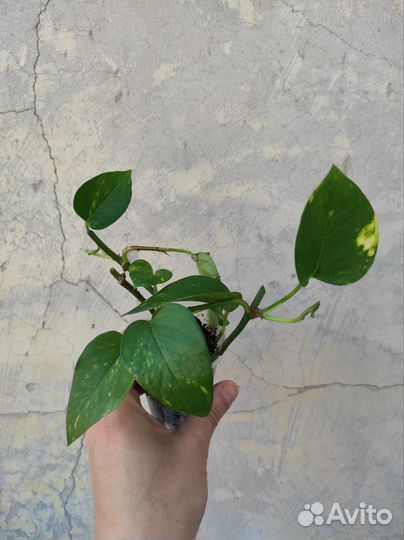 Сциндапсус эпипремнум