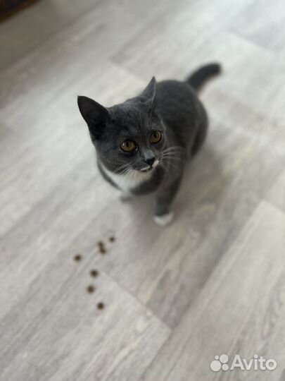 Кошечку в добрые руки