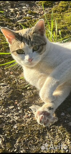 Кошечка ищет дом