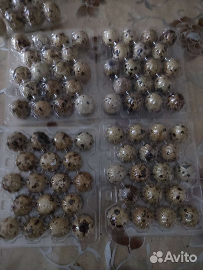 Инкубационное яйцо перепелов