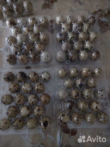 Инкубационное яйцо перепелов