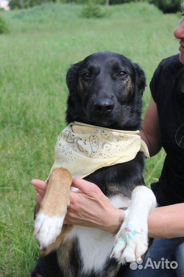 Собака в дар