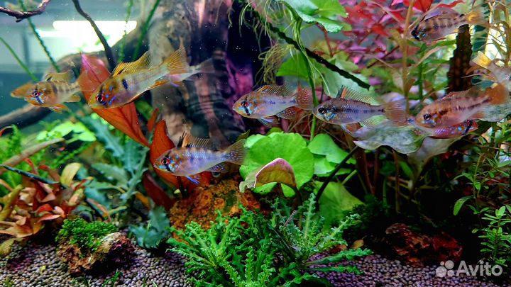 Студия Аквариумистики 