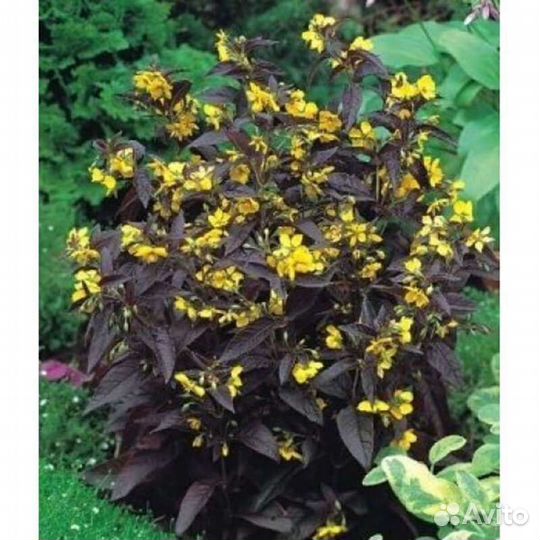 Многолетник. Вербейник пупрпурный