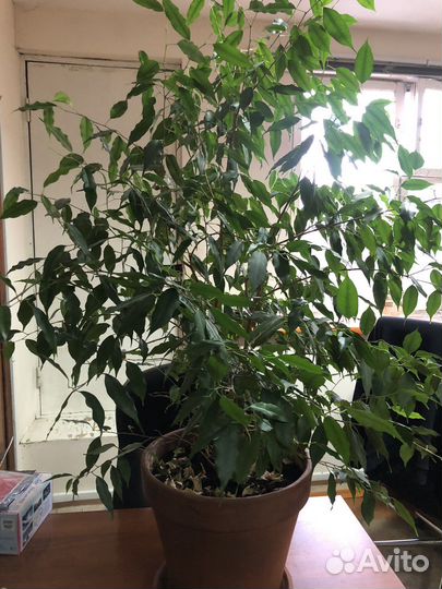 Фикус бенджамина большой