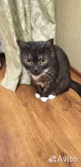 Домашний кот