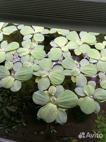 Рыбки Голубоглазки. Растения, креветки