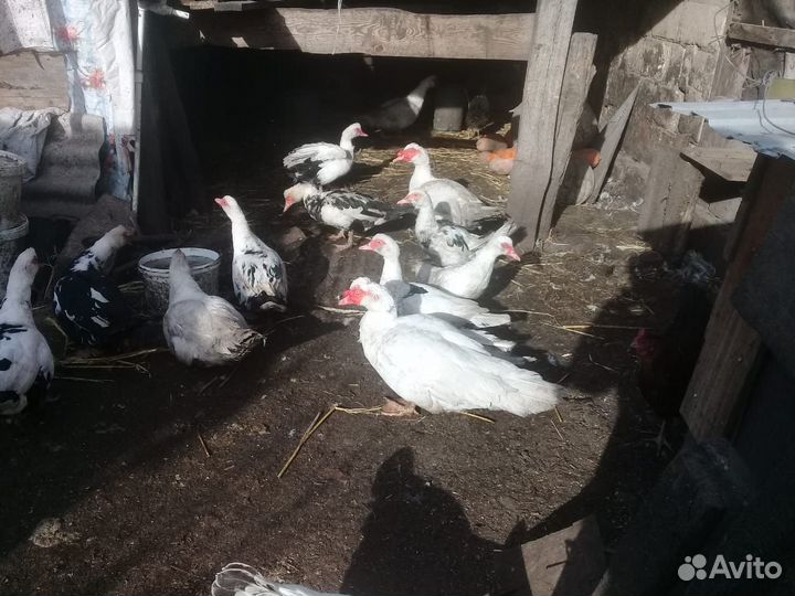 Индоутка мускусная утка