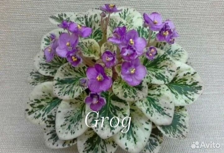 Сортовые фиалки