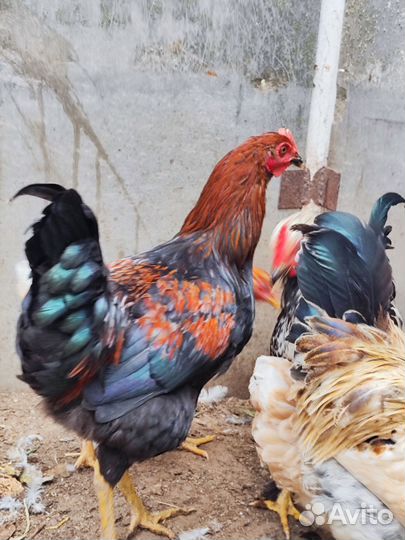 Молодые петухи