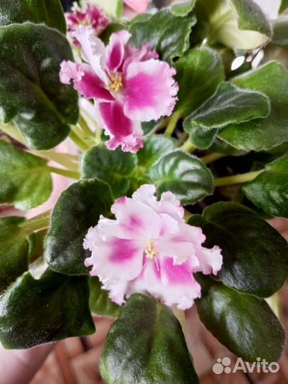 Цветущие фиалки