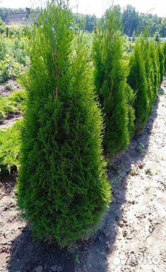 Туя смарагд оптом