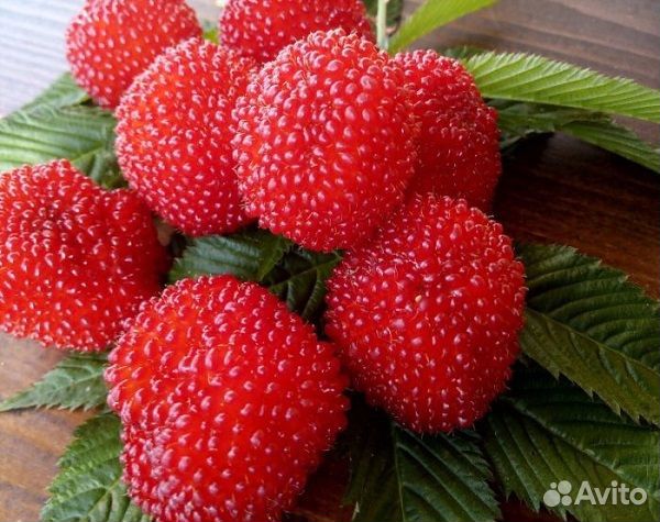 Тибетская малина саженцы