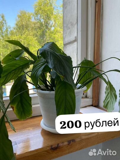 Комнатные цветы