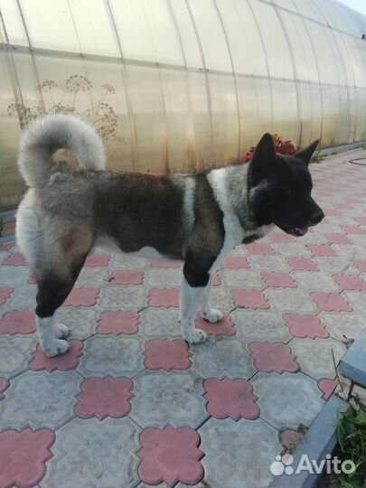 Кобель американской акиты—вязка