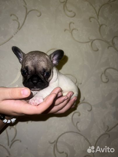 Французский бульдог щенки