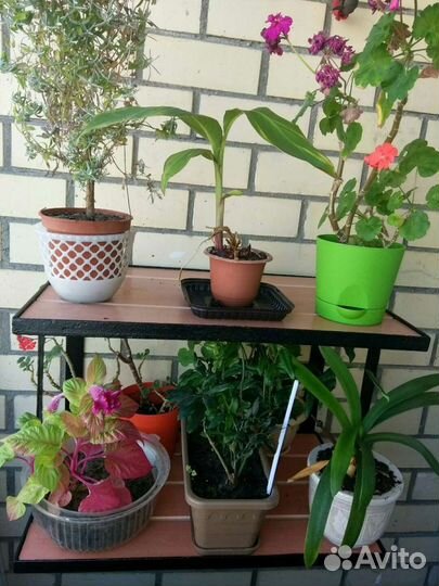 Полка. Зеленоград